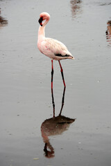 Flamants rose a Swakopmund, Namibie