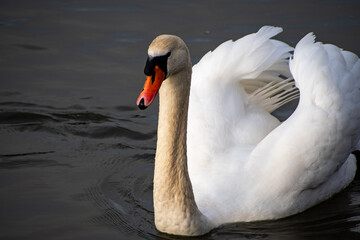 A close-up view of a Mute Swan paddling on the river Trent in Nottingham, UK.
