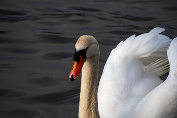 A close-up view of a Mute Swan paddling on the river Trent in Nottingham, UK.