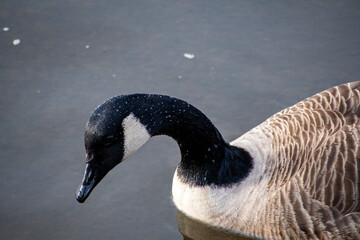 A close-up view of a Canada Goose on the water of the river Trent in Nottingham, UK.