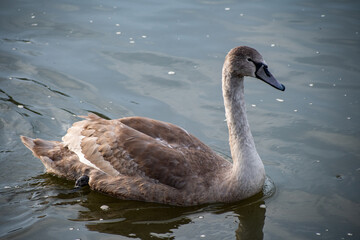 Juvenile Mute Swan paddling on the river Trent in Nottingham, UK.