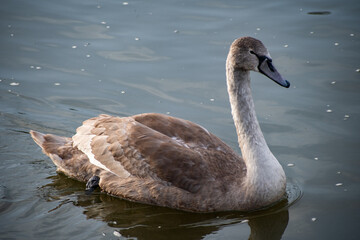 Juvenile Mute Swan paddling on the river Trent in Nottingham, UK.