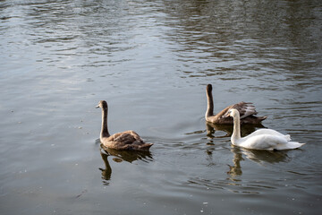 Juvenile Mute Swans paddling on the river Trent in Nottingham, UK.