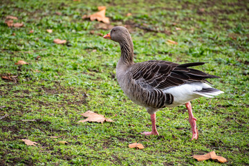 A close-up view of  a Greylag Goose foraging for food near the river Trent in Nottingham, UK.
