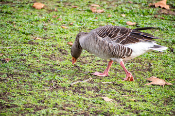A close-up view of  a Greylag Goose foraging for food near the river Trent in Nottingham, UK.