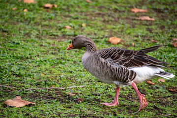 A close-up view of  a Greylag Goose foraging for food near the river Trent in Nottingham, UK.