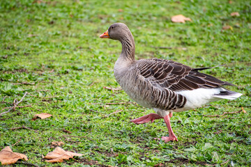 A close-up view of  a Greylag Goose foraging for food near the river Trent in Nottingham, UK.