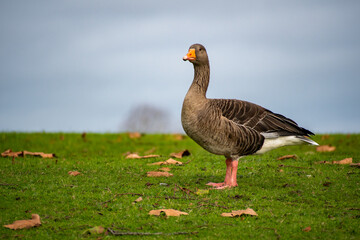 A close-up view of  a Greylag Goose foraging for food near the river Trent in Nottingham, UK.