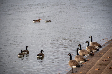 A flock of Canada Geese gathered on the waterfront on the river Trent in Nottingham, UK.