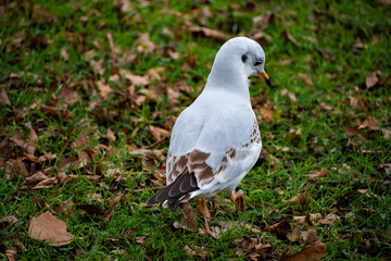 A Black-headed Gull in it's winter coat looking for food on the waterfront of the river Trent in Nottingham, UK