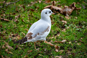 A Black-headed Gull in it's winter coat looking for food on the waterfront of the river Trent in Nottingham, UK