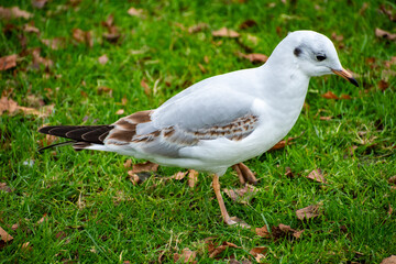 A Black-headed Gull in it's winter coat looking for food on the waterfront of the river Trent in Nottingham, UK