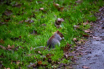 A young Squirrel foraging for food in the woods in Nottingham, UK.