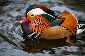 A close-up view of a male Mandarin Duck at a local pond in Nottingham, UK.