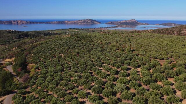 Flug &uuml;ber einen Olivenhain oberhalb Gialova (GR) mit Blick auf Bullenbauchbucht (Voidokilia) und die Bucht von Navarino.