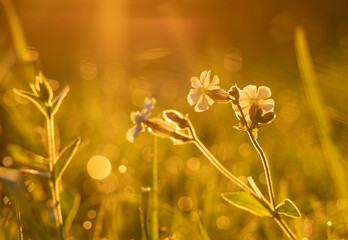 Obraz premium A beautiful white flower blooming in a meadow during golden summer sunrise. Native seasonal plants in Latvia, Europe.