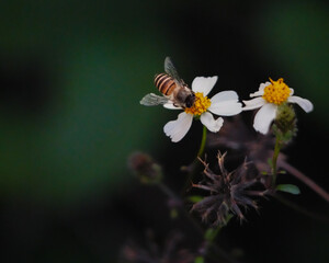 Honey Bee Pollinating shepherd's needle flower in Soft Evening Light