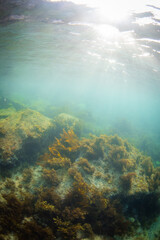 Underwater view of rock formation and kelp seaweed.