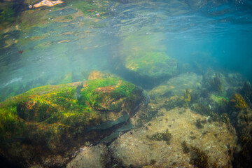 View of rock and fish on the ocean.
