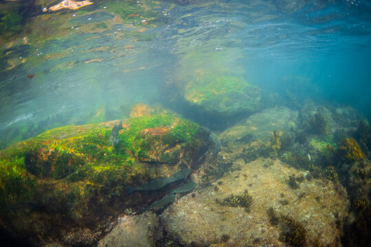 View of rock and fish on the ocean.