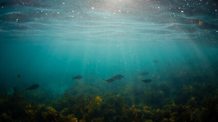 Group of fish swimming underwater.