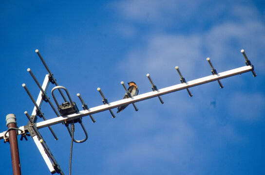 A swift or swallow bird perched on a white television antenna against a vivid, clear blue sky with white, wispy clouds, symbolizing freedom and communication. - Powered by Adobe