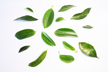 Tropical Green Leaves Flat Lay on White Surface