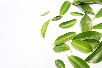 Naklejka premium Minimalist Green Leaves Composition on White with copy space