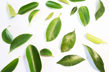 Green Leaves Scattered on White Background