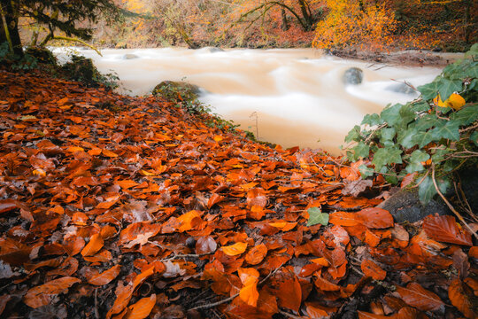 autumn river in the forest