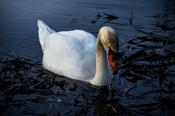 swan on water