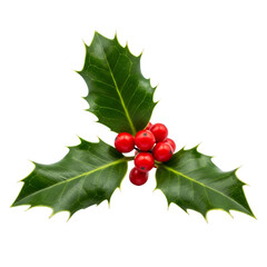 Holly leaves and berries isolated on transparent background &ndash; glossy green spiny foliage with bright red berries. 