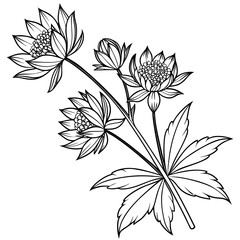 astrantia major vector