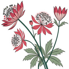 astrantia major with leaves