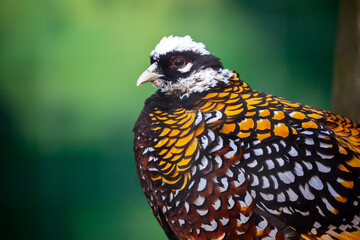 A close-up of a Chinese pheasant. A king pheasant against a green background.