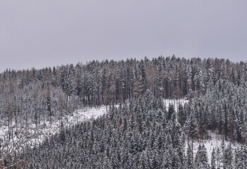 Tannenwald im Winter Nähe Mariazell, Österreich