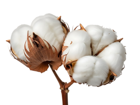 Two cotton flower bolls on a stem isolated on transparent background
