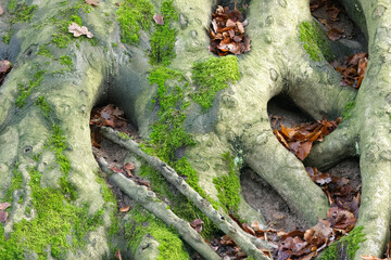 Close-up of many exposed roots of a large tree surrounded by leaves and moss, many thick roots of a huge tree covered with moss surrounded by brown leaves