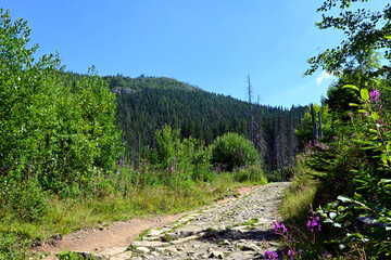 Rocky path, mountain trail for tourists. Tatra National Park, Poland