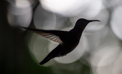 hummingbird in flight