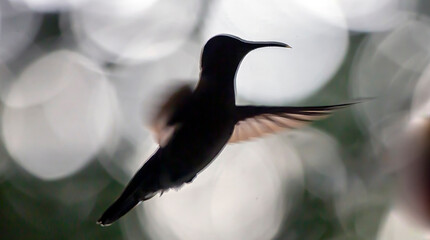 hummingbird in flight