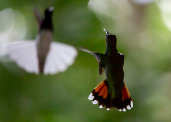 hummingbirds in flight
