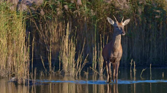 Stag with antlers wades in calm lake surrounded by reeds, filmed at golden hour with detailed wildlife closeup.