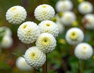 Blooming cluster of pristine white dahlia pompon flowers, with delicate petals against a blurred, verdant background