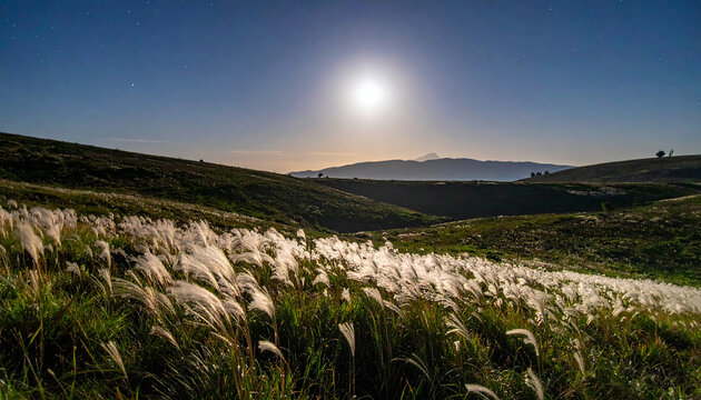 Moonlit Pampas Grass Field Under Starry Night Sky and Distant Mountains moonlight