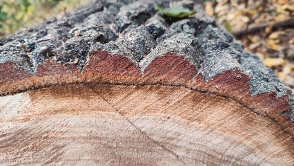 Close-up of freshly cut oak log with textured bark and annual rings.