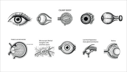 Set of 10 Anatomical Eye Illustrations B&W Line Art Clipart Bundle