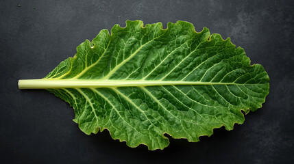 Vibrant green kale leaf with a curly edge, leaf's central vein is prominent, running from stem to tip