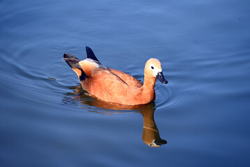 a brown duck swimming in blue water in sunny day