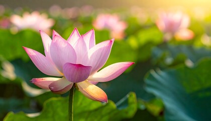 Fototapeta premium A vibrant pink lotus blossom in a tranquil pond bathed in golden sunlight against a soft, bokeh-filled backdrop